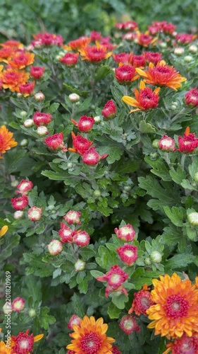Red and orange chrysanthemum flowers with many buds