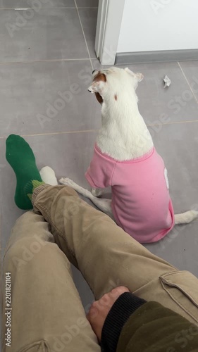 White dog in a pink shirt sitting beside a person indoors