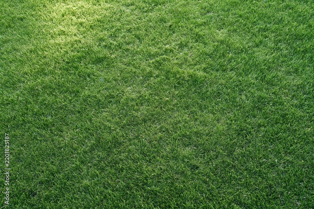 Obraz premium The Grass Field of Fresh Green Turf under Soft Light