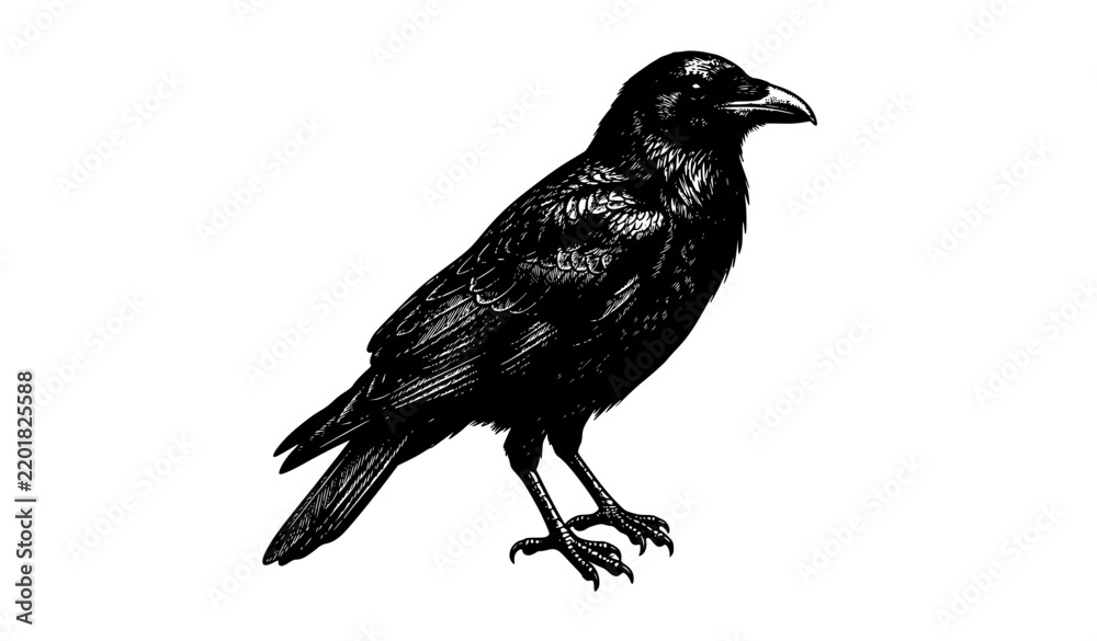 Fototapeta premium Vintage Crow Bird Natural History Engraving Vector Illustration