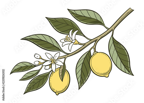 Lemon-Citrus Branch With Ripe Yellow Fruits Green Foliage And Delicate Blossoms.