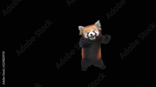 Cute 3D animated red panda dancing rumba with alpha channel. Cartoon animal character isolated for compositing, motion graphics, video editing, and digital content creation.