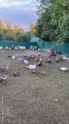 Flock of white and brown ducks walking across a yard