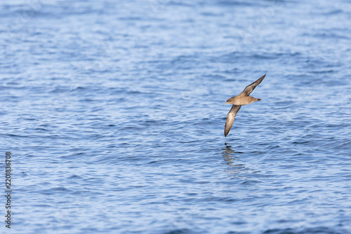 A sooty shearwater (Ardenna grisea) in flight.