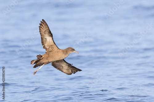 A sooty shearwater (Ardenna grisea) in flight.