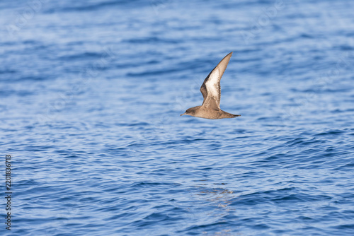 A sooty shearwater (Ardenna grisea) in flight.