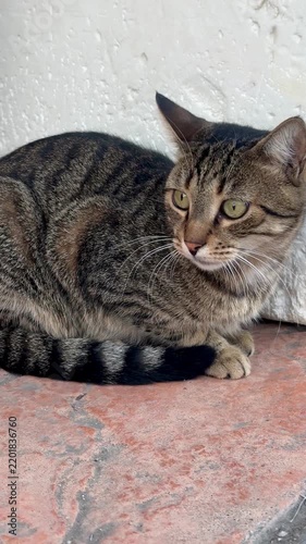 cat lying on the floor