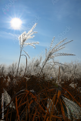 Obraz na plátne White panicles of miscanthus on the background of the sky with a bright sun in a