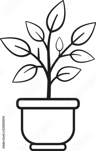 Potted plant with green leaves in a simple pot