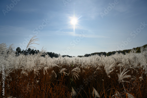 Obraz na plátne White panicles of miscanthus on the background of the sky with a bright sun in a