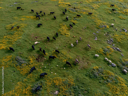 Herd of Cattle and Sheep Grazing in a Wildflower Meadow: An aerial view captures a diverse herd of cattle and sheep meandering through a vibrant green meadow carpeted with yellow wildflowers.