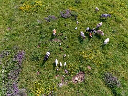 Herd of Livestock Grazing on Grassy Hillside: An aerial view captures a diverse herd of cattle and sheep peacefully grazing on a vibrant green hillside dotted with wildflowers.