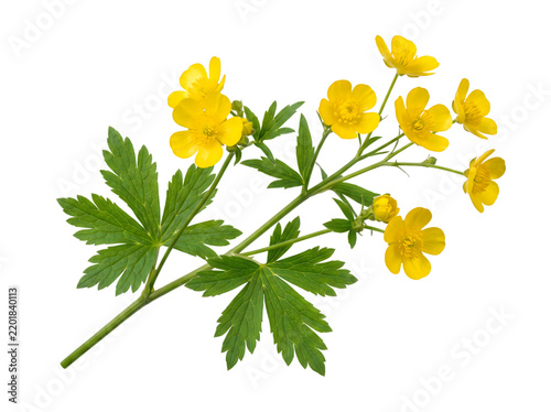 Yellow buttercup flowers with green leaves isolated on a transparent background