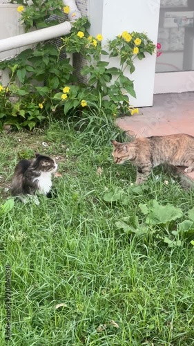Two cats sitting in the grass
