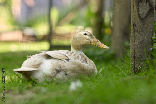 A light brown and white runner duck sits peacefully on lush green grass in a garden, looking toward a wooden fence post on a bright day.