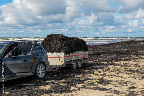 Collecting Washed-Up Seaweed for Natural Soil Fertilization on Baltic Sea Coast
