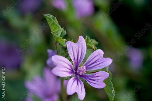 Close-Up of a Delicate Purple Wildflower with Vibrant Petals and Soft Green Bokeh Background