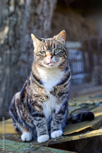 Bild auf Leinwand A tabby cat with a white chest and paws sitting upright outdoors on a wooden surface, looking calmly at the camera