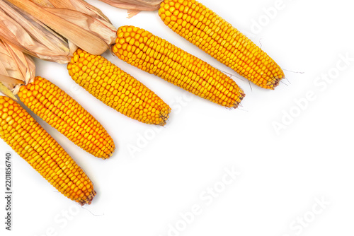 Dried corn cobs with yellow kernels and dry husks on white background, flat lay, top view with copy space