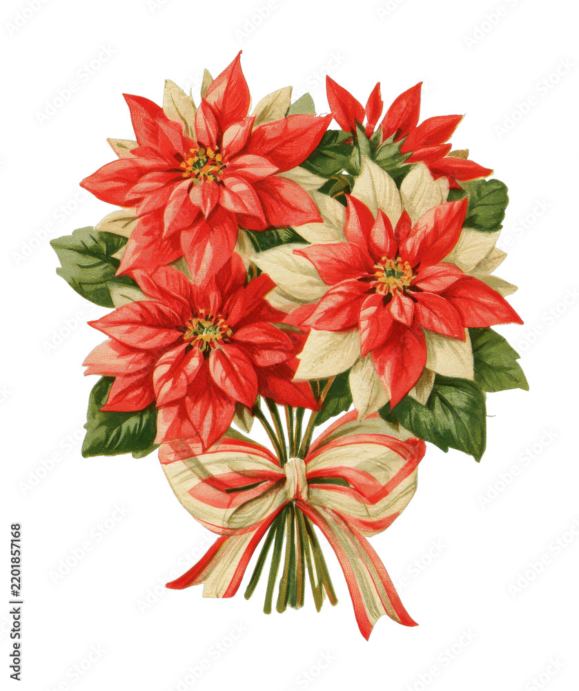Obraz premium PNG Festive poinsettia bouquet with red and cream blooms, ribbon bow
