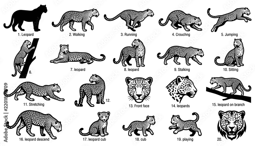 Obraz premium Leopard Poses Illustration Set with Various Actions Like Walking, Running