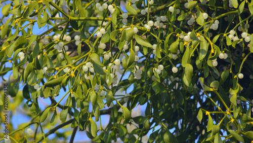 The ripe berries of Viscum album. A semi-parasitic plant, widely used in Eastern Europe for medicinal purposes.