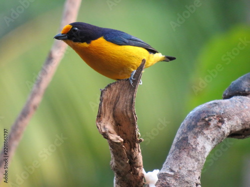 Violaceous euphonia perched in Brazil
