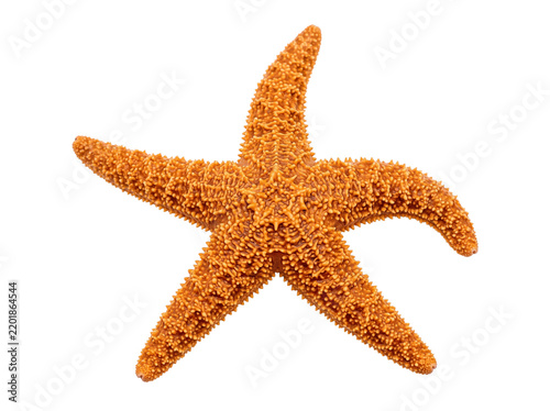 Orange Starfish Isolated on White