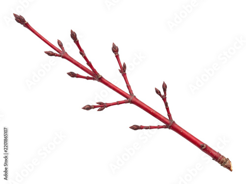 Red Dogwood Branch With Winter Buds