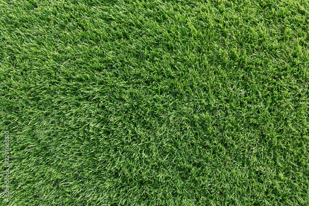 Obraz premium The Grass Carpet Closeup of Lush Green Blades in Morning Light