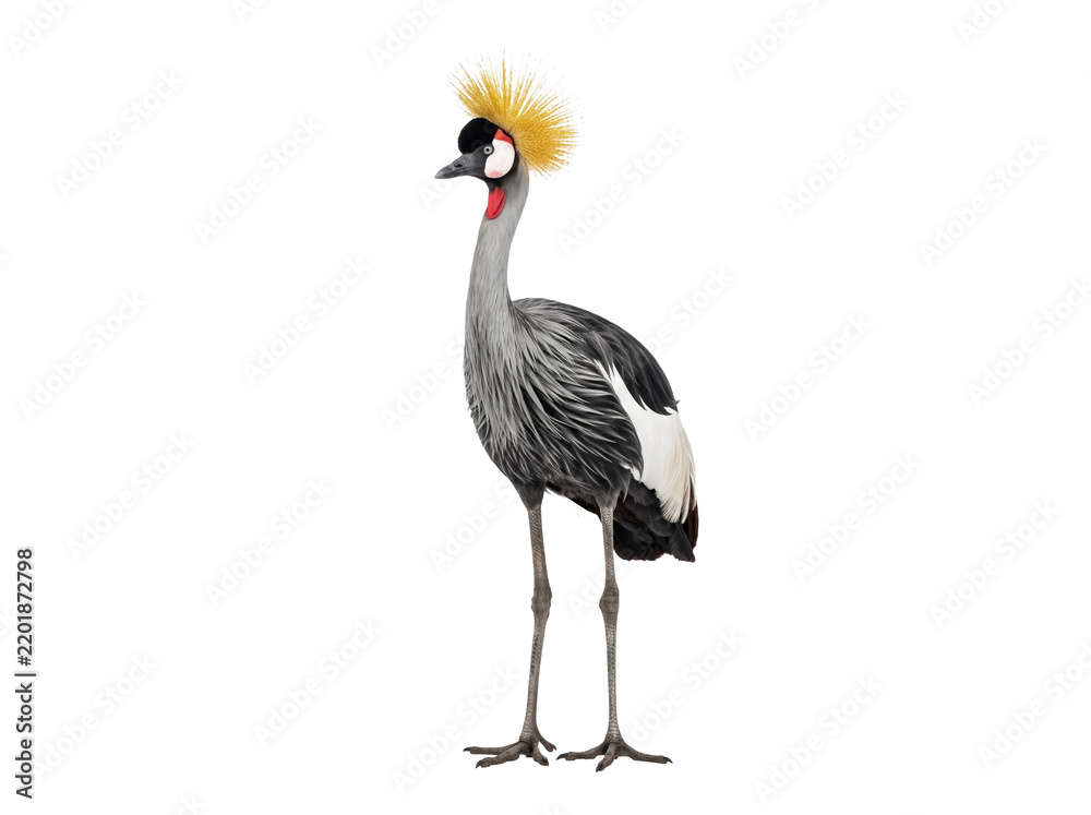 Fototapeta premium Grey Crowned Crane Standing Isolated