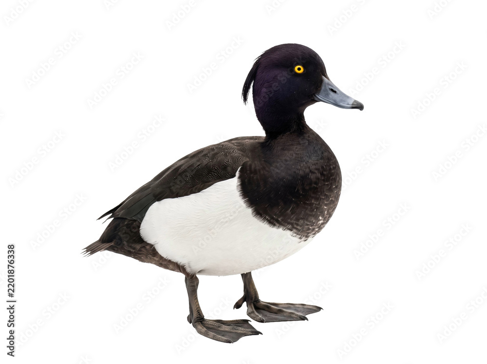 Fototapeta premium Tufted Duck Standing on White Background