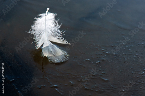 Fotografie Poetic close-up photograph of a soft white bird feather resting on smooth dark blue ice
