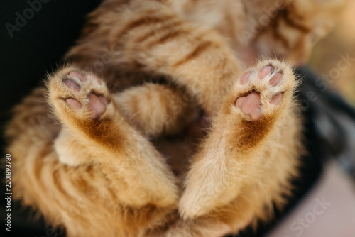 Close-up of cute ginger kitten paws with pink pads lying on back, cozy pet macro shot.