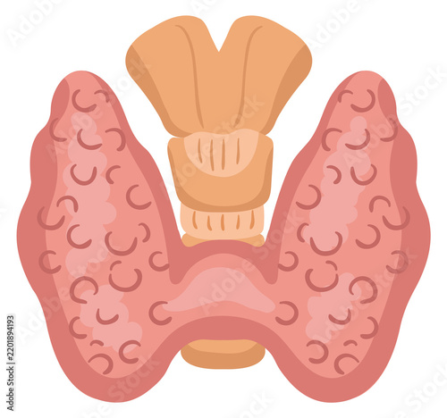 Thyroid gland. Internal human organ. Medical illustration
