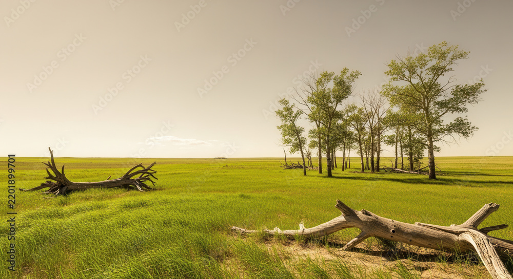 Fototapeta premium Peaceful Grassy Meadow With Scattered Fallen Tree Limbs And Distant Tall Trees