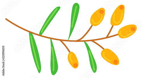 Quadro su tela Sea buckthorns color icon. Wild tree berries