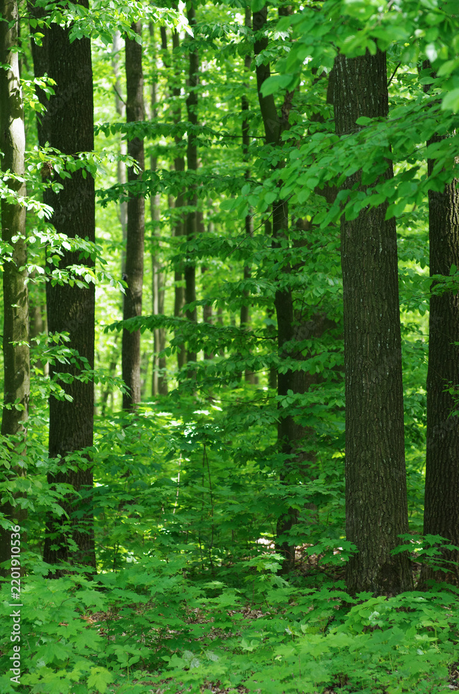 Fototapeta premium Forest trees. Nature green wood sunlight backgrounds