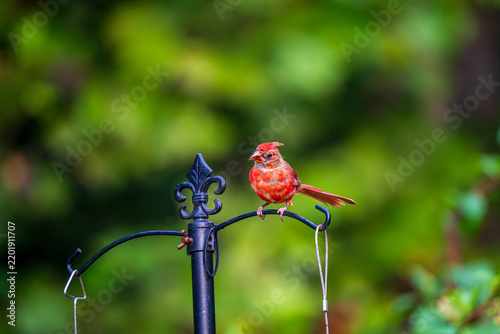 Cardinal at the Bird Feeder