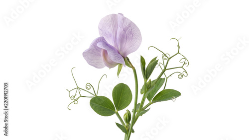 Beautiful light purple sweet pea flower blossoming on a thin green stem with delicate leaves and intricate curly tendrils isolated against a pure white background in bright studio soft lighting