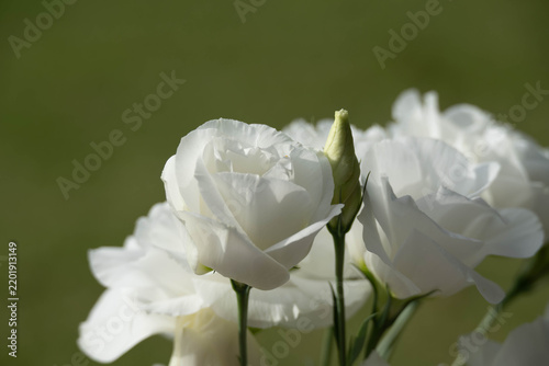 Obraz w ramie 柔らかな光を浴びて咲く美しい白いトルコキキョウの花