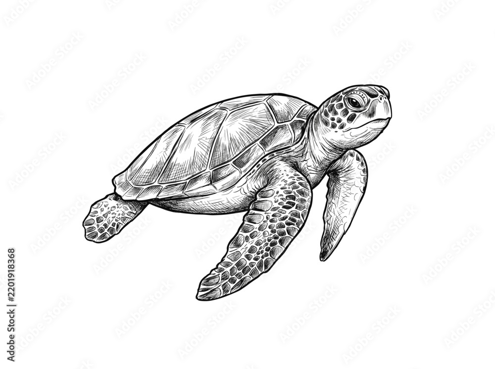 Fototapeta premium Sea turtle illustration vector sketch drawing isolated on white