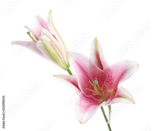 Beautiful pink lily flowers isolated on white