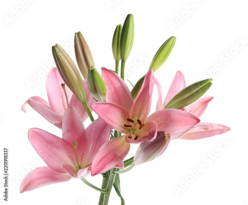 Beautiful pink lily flowers isolated on white
