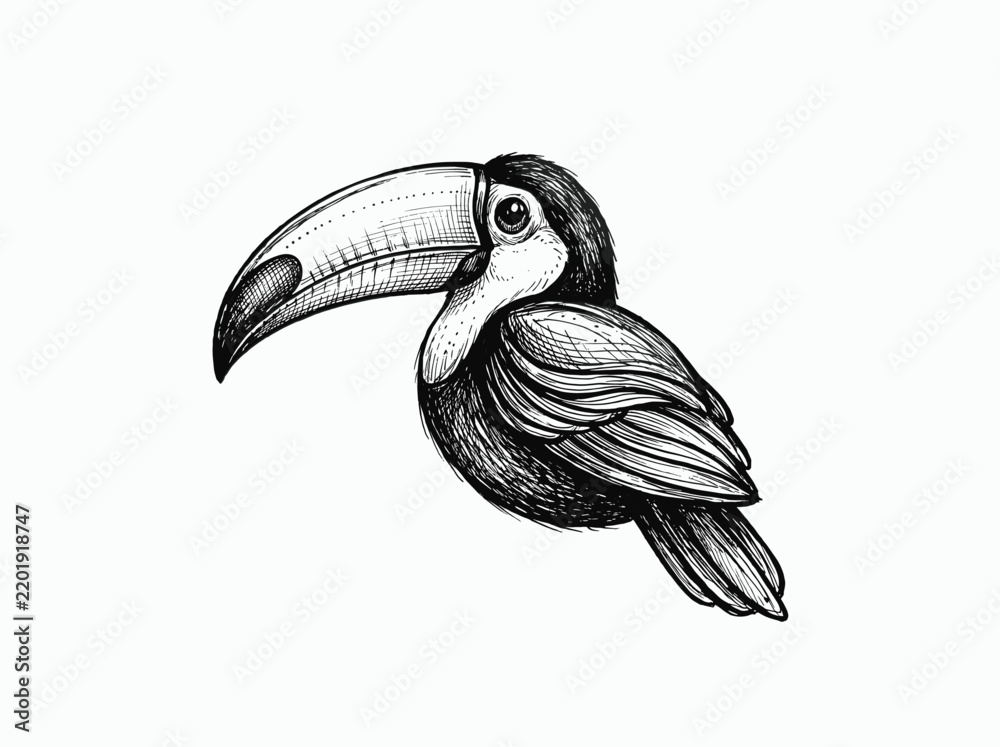Obraz premium Toucan bird illustration ink sketch drawing animal wildlife black and white vector graphic