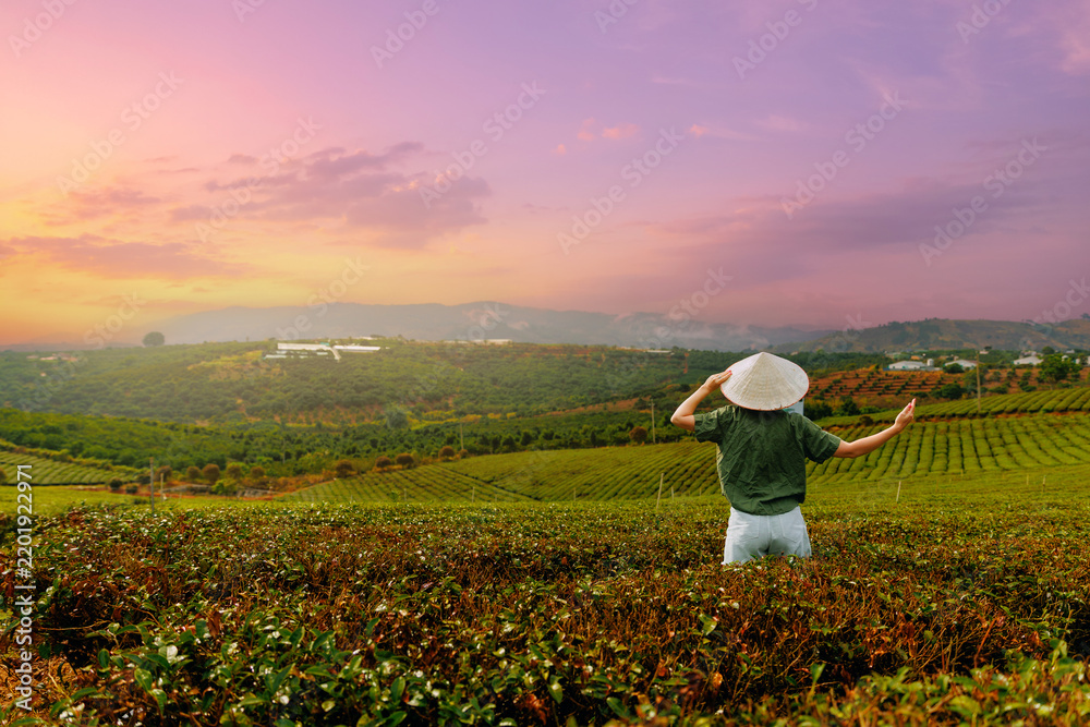 Obraz premium Person wearing conical hat admiring sunset over tea field hills Da Lat, travel to Vietnam