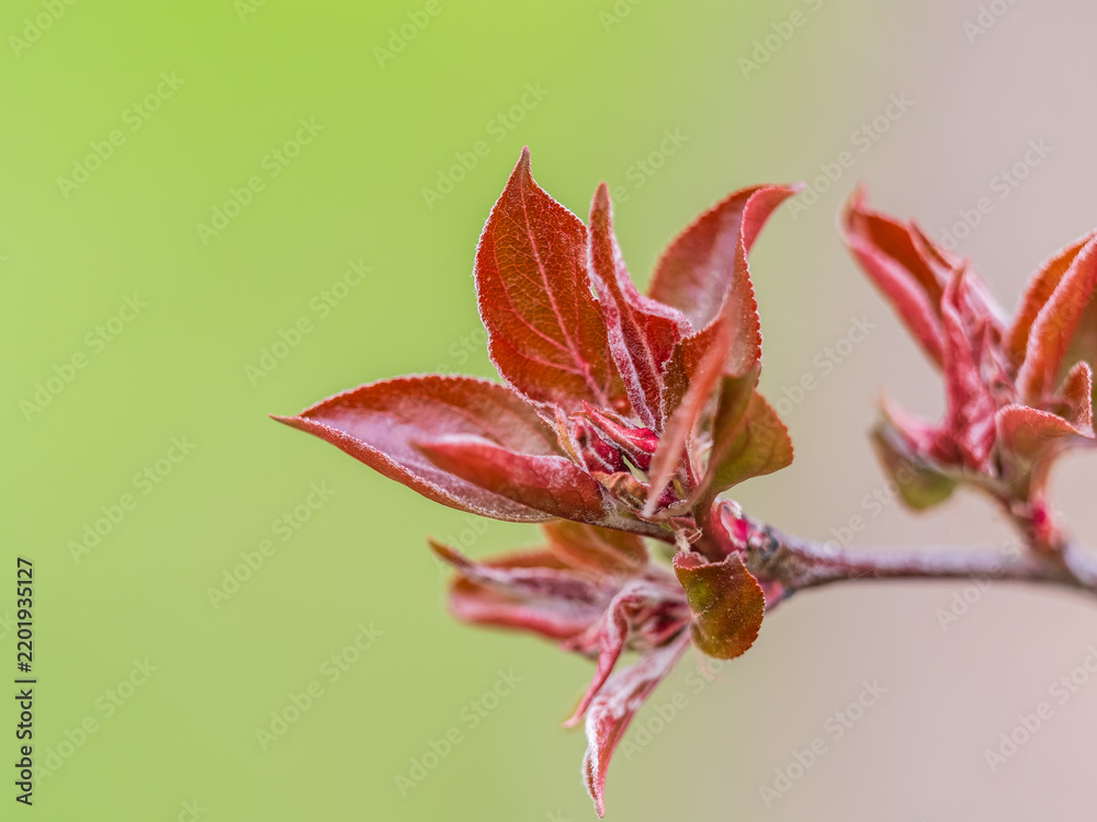 Obraz premium Tree branch with dark red leaves, Acer platanoides, the Norway maple Crimson King. Red Maple acutifoliate Crimson King, young plant with green background.