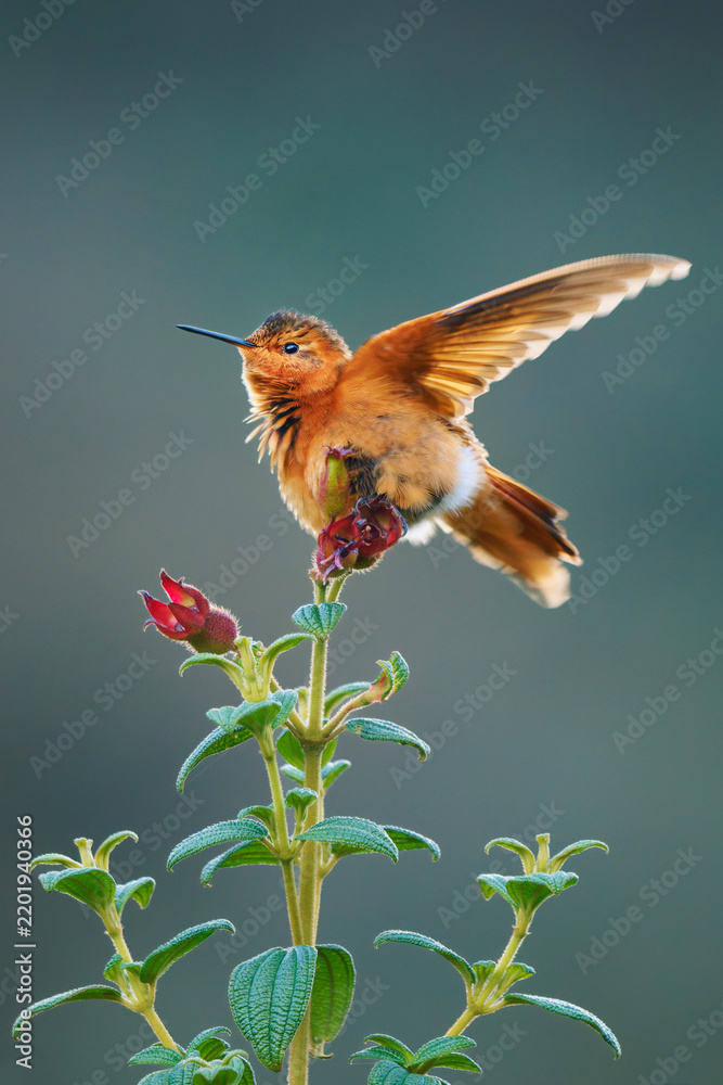 Obraz premium Shining Sunbeam, Aglaeactis cupripennis, small Andean hummingbird perched on flowering plant with wings raised, cinnamon plumage, white rump, high altitude paramo, South America, tropical scene