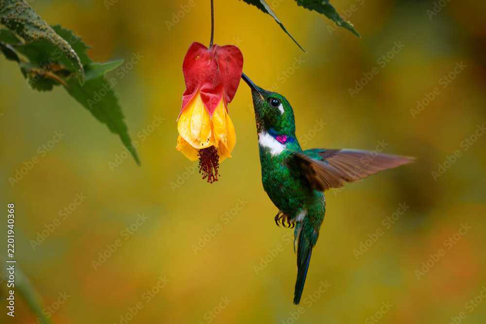 Fototapeta premium White-throated Daggerbill, Schistes albogularis, small Andean hummingbird hovering while feeding on red and yellow flower, iridescent green plumage, white throat patch, South America, forest bird