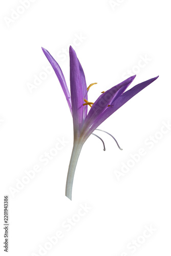 Beautiful autumn crocus (Colchicum autumnale). A purple colchicum flower, isolated against a transparent background, with its yellow stamens gracefully reaching upward.